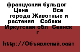 француский бульдог › Цена ­ 40 000 - Все города Животные и растения » Собаки   . Иркутская обл.,Саянск г.